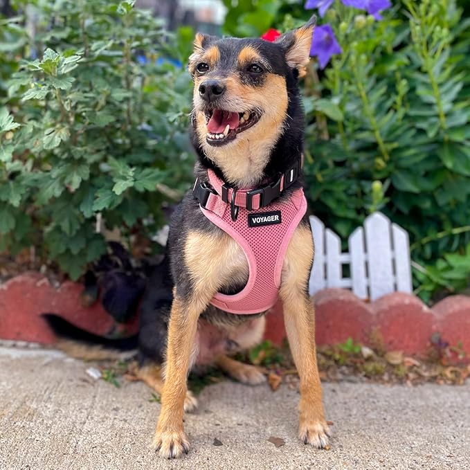 Best Pet Supplies Voyager Step-in Lock Pet Harness w Reflective Pet Leash Combo Set with Neoprene Handle 5ft - Supports Small, Medium and Large Breed Puppies/Cats - Pink, M