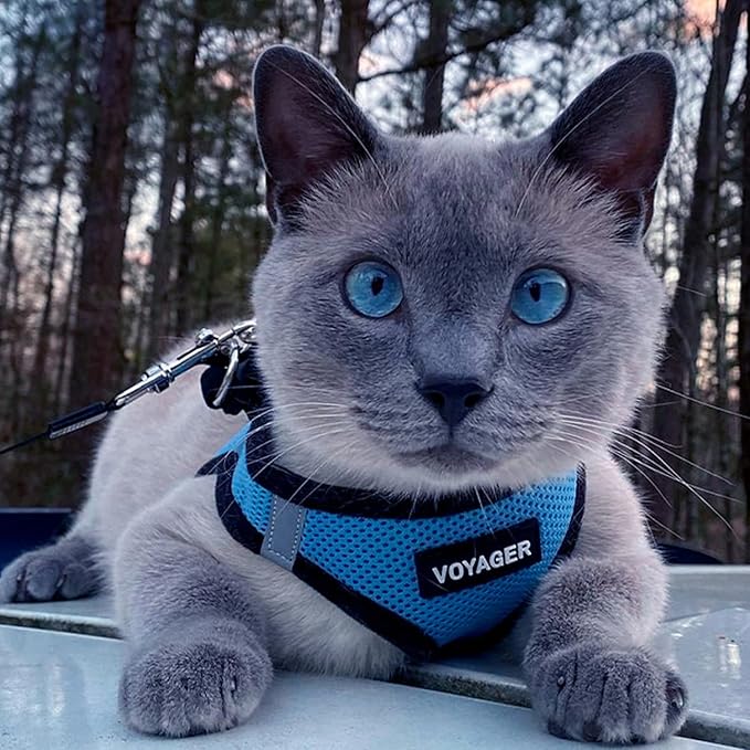 Best Pet Supplies Voyager Step-in Air All Weather Mesh Harness and Reflective Dog 5ft Leash Combo with Neoprene Handle, for Small, Medium and Large Breed Puppies - Set (Baby Blue/Black Trim), Small