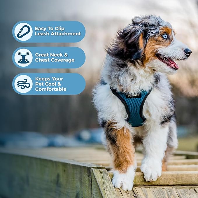 Best Pet Supplies Voyager Step-in Lock Pet Harness w Reflective Pet Leash Combo Set with Neoprene Handle 5ft - Supports Small, Medium and Large Breed Puppies/Cats - Turquoise/Black Trim Set, L