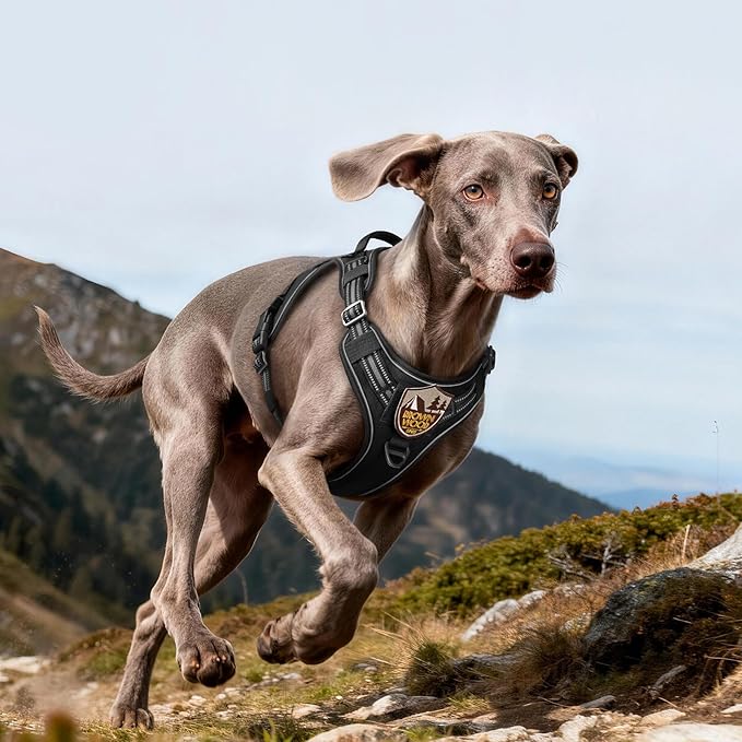 rabbitgoo Dog Harness for Large Dogs No Pull, Tactical Service Pet Vest with Molle and Control Handle, Adjustable and Reflective Military Harness for Easy Walking and Training, Black, L