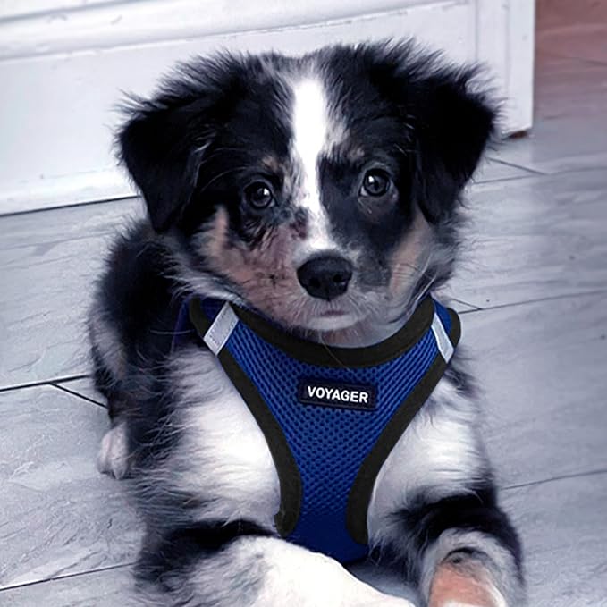 Best Pet Supplies Voyager Step-in Air All Weather Mesh Harness and Reflective Dog 5ft Leash Combo with Neoprene Handle, for Small, Medium and Large Breed Puppies - Set (Royal Blue/Black Trim), Small