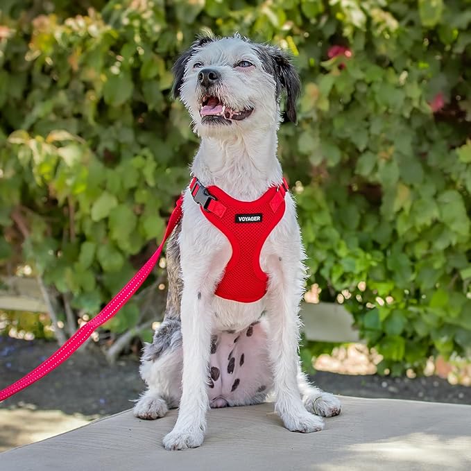 Best Pet Supplies Voyager Step-in Lock Pet Harness w Reflective Pet Leash Combo Set with Neoprene Handle 5ft - Supports Small, Medium and Large Breed Puppies/Cats - Red, S