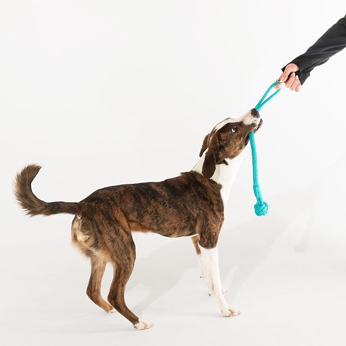 Playology Dog Toys | Tough Tug Knot for Puppies and Young Dogs | Peanut Butter Scented Medium Chew Toy Tug Rope | Tug of War Puppy Essentials