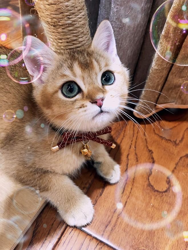 Cute Bowtie Cat Collar with Bell. Japanese Stylish Bowknot & Fish Charm. Safety Breakaway, Soft, Lightweight, for Girl Boy Male Female Cats Kitten,Red