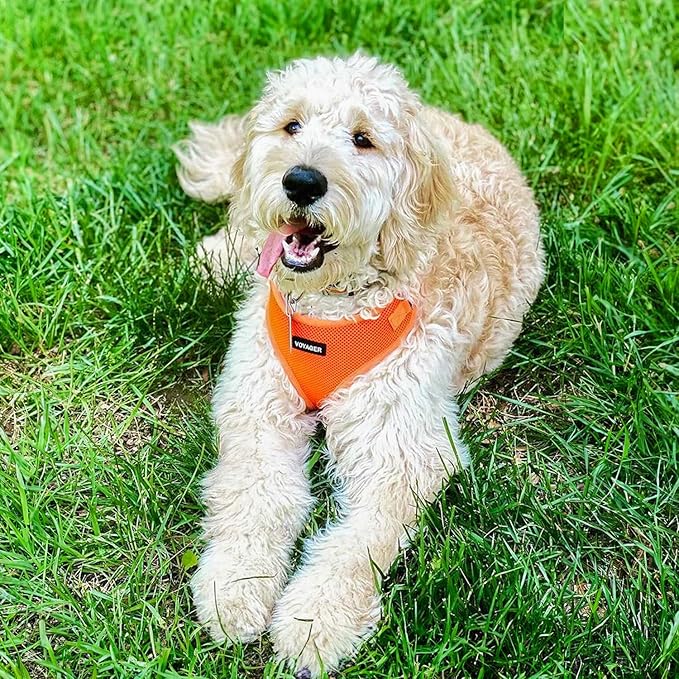Best Pet Supplies Voyager Step-in Lock Pet Harness w Reflective Pet Leash Combo Set with Neoprene Handle 5ft - Supports Small, Medium and Large Breed Puppies/Cats - Orange Set, XL