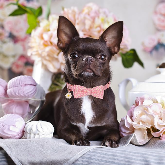 ADOGGYGO Floral Dog Collar with Bowtie, Metal Buckle, Adjustable White Daisy Floral Collars for X-Small Dogs (X-Small)