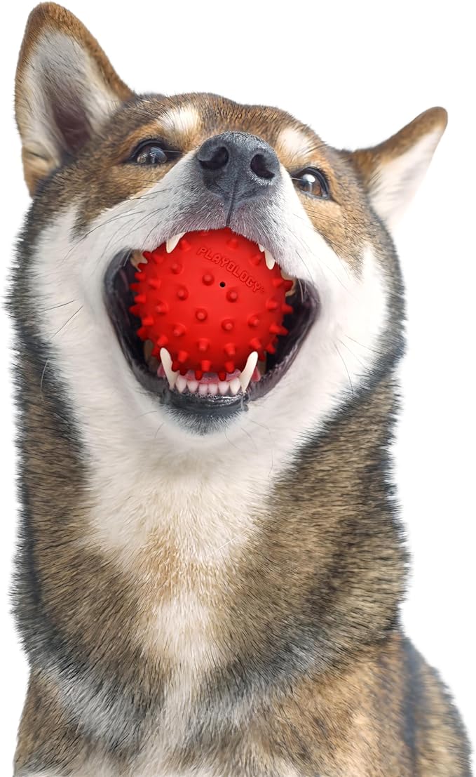 Playology Dog Toys | Squeaky Spiky Chew Ball for Medium Dogs | Beef Scented Dog Ball for Tough Chewers
