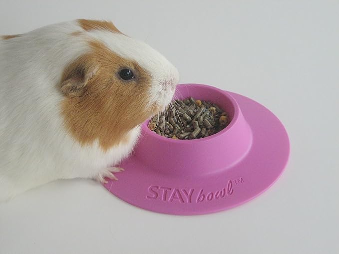 Tip-Proof Ergonomic Pet Bowl for Guinea Pig and Other Small Pets, 1/4-Cup Small Size, Lilac (Purple)