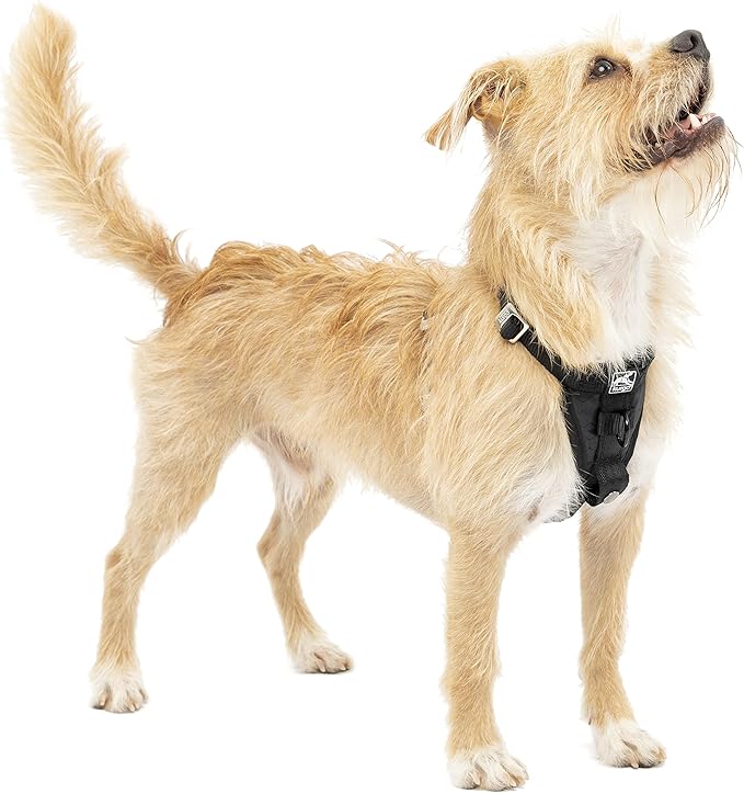 Kurgo Enhanced Strength Tru-Fit Dog Car Harness - Pet Travel Safety Harness - Crash Test Certified Fit - Five Point Adjustment - Secure Buckle - Padded Chest - Black - X-Small