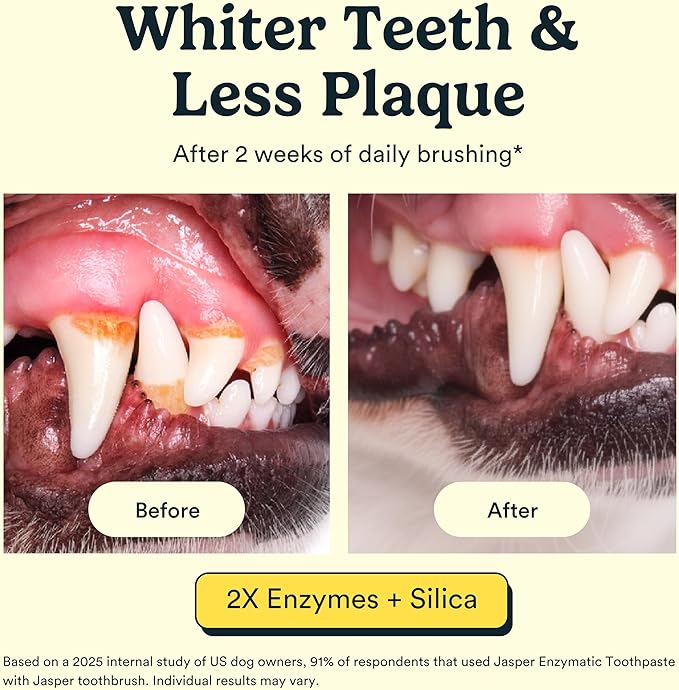 Jasper Dog Tooth Brushing Kit and Dog Toothpaste Kit 360 Dog Toothbrush Enzymatic Plaque Remover Improves Bad Breath Natural Pet Toothpaste Dog Toothbrush and Toothpaste 2 oz Chicken Flavor