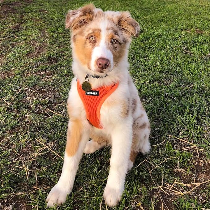 Best Pet Supplies Voyager Step-in Air All Weather Mesh Harness and Reflective Dog 5ft Leash Combo with Neoprene Handle, for Small, Medium and Large Breed Puppies - Set (Orange), Large