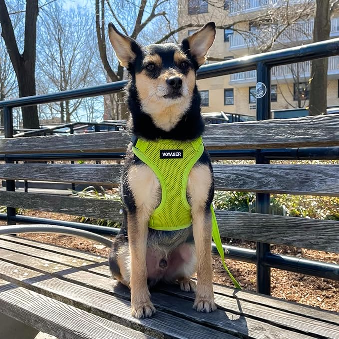 Best Pet Supplies Voyager Step-in Lock Pet Harness w Reflective Pet Leash Combo Set with Neoprene Handle 5ft - Supports Small, Medium and Large Breed Puppies/Cats - Lime Green Set, M