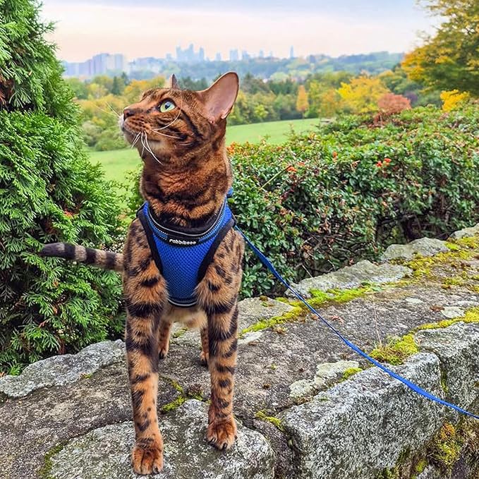 rabbitgoo Cat Harness and Leash, Step-in Escape Proof Kitten Harness Set, Soft Comfortable Cat Vest, Easy to Wear and Adjust, Reflective for Safe Outdoor Walking, Blue, X-Large