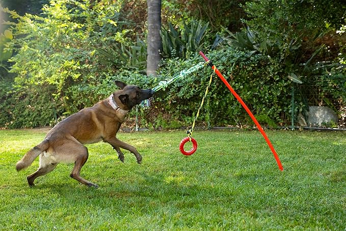 Outdoor Tug of War Toy for Dogs Rope Toy – Interactive Exercise Game in Yard, Agility, Medium, Large Extra Large & Small Breed –– Dogs Training Tools & Exercise Equipment, Belgian Malinois