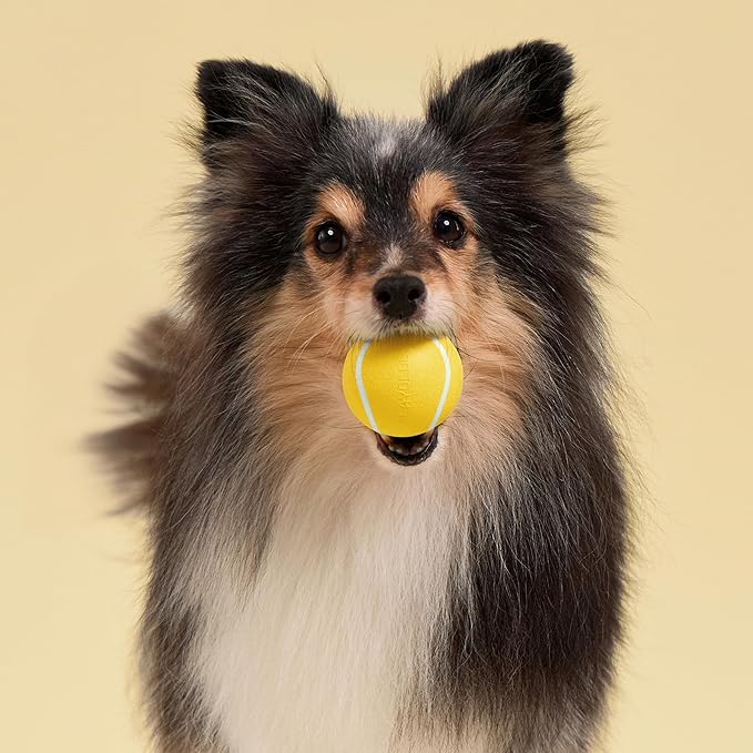 Playology Dog Toys | Squeaky Chew Ball for Dogs, Value 3-Pack | Chicken Scented Small Dog Balls | Bouncy Floating Chew Toys for Fetch