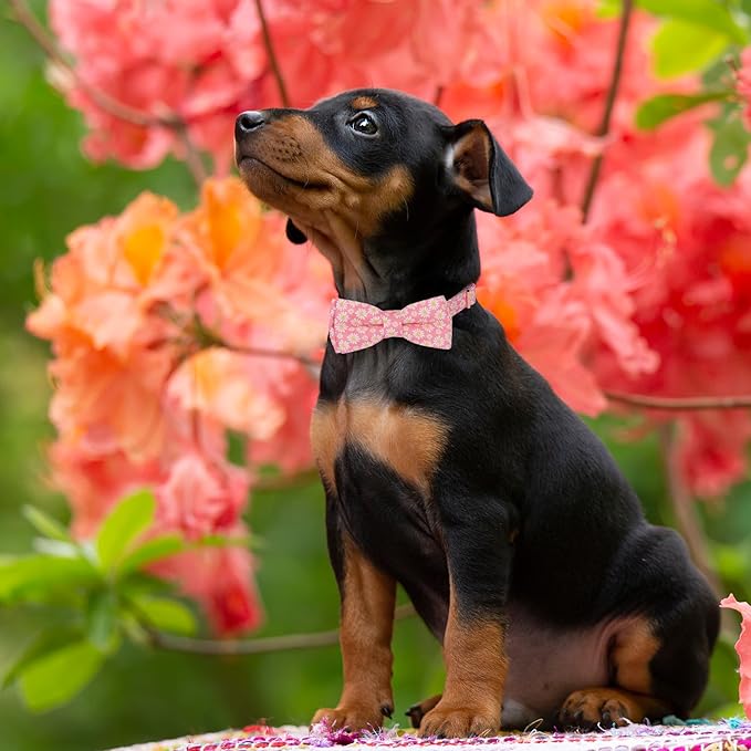 ADOGGYGO Floral Dog Collar with Bowtie, Metal Buckle, Adjustable White Daisy Floral Collars for X-Small Dogs (X-Small)