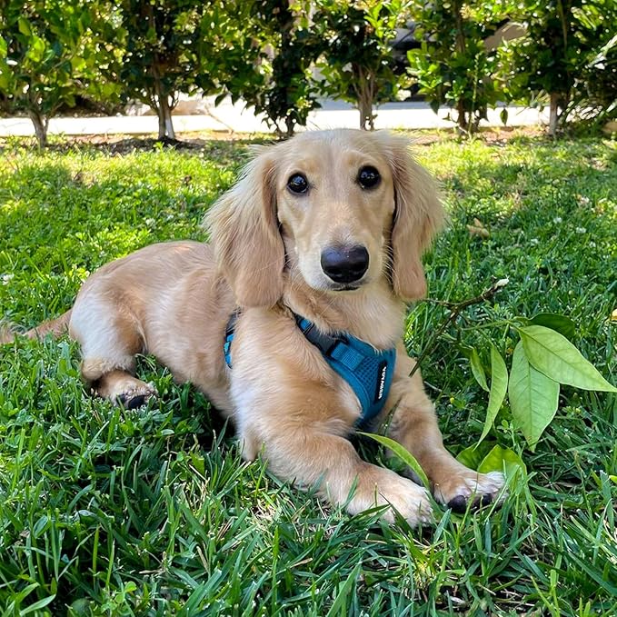 Best Pet Supplies Voyager Step-in Lock Pet Harness w Reflective Pet Leash Combo Set with Neoprene Handle 5ft - Supports Small, Medium and Large Breed Puppies/Cats - Turquoise, XL