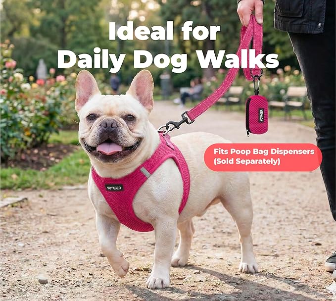 Best Pet Supplies Voyager Reflective Dog Leash or Collar with Neoprene Handle, for Small, Medium, and Large Breed Puppies, Cute and Heavy Duty for Walking, Running and Training - Fuchsia (Leash), M