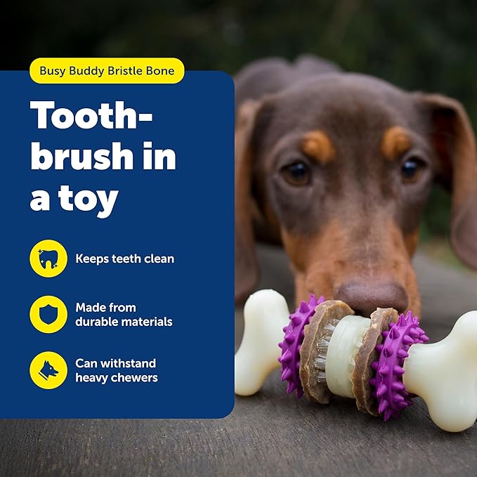 PetSafe Busy Buddy Bristle Bone Dog Chew Toy - Treat Holding Toothbrush Toy for Hard Chewers - Helps Keep Your Dog's Teeth Clean - Durable, Interactive - Purple, Extra Small