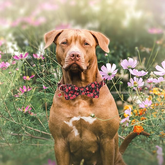ADOGGYGO Floral Dog Collar with Bow, Metal Buckle, Adjustable Red Rose Floral Bowtie Collars for Extra Large Dogs (X-Large)