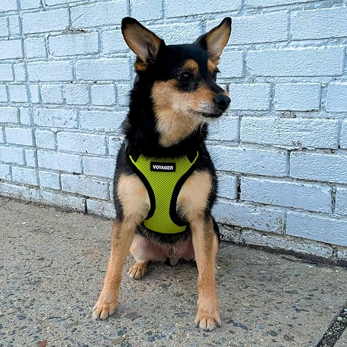 Best Pet Supplies Voyager Step-in Lock Pet Harness w Reflective Pet Leash Combo Set with Neoprene Handle 5ft - Supports Small, Medium and Large Breed Puppies/Cats - Lime Green/Black Trim Set, XL