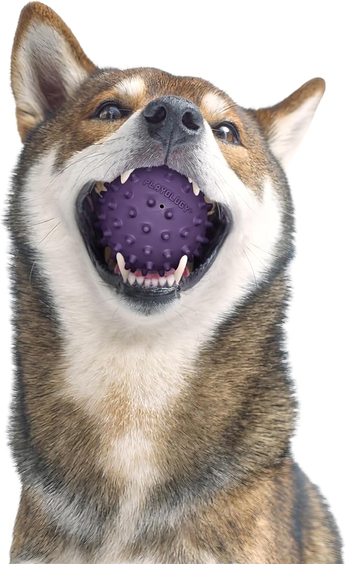 Playology Dog Toys | Squeaky Spiky Chew Ball for Medium Dogs | Bacon Scented Dog Ball for Tough Chewers