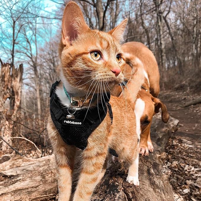 rabbitgoo Cat Harness and Leash Set, Escape Proof Vest Harness for Safe Outdoor Walks, Soft Breathable Adjustable Vest with Reflective Strips for Small and Average Cats, Black, S