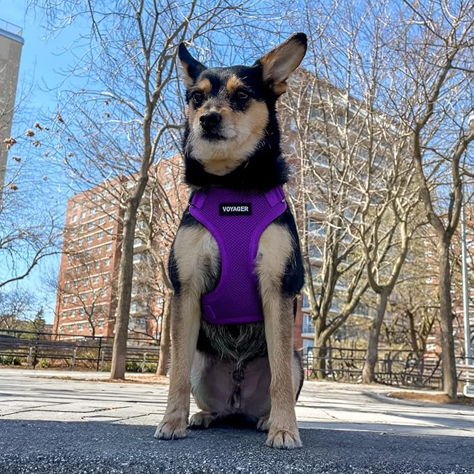 Best Pet Supplies Voyager Step-in Lock Pet Harness w Reflective Pet Leash Combo Set with Neoprene Handle 5ft - Supports Small, Medium and Large Breed Puppies/Cats - Purple, XS