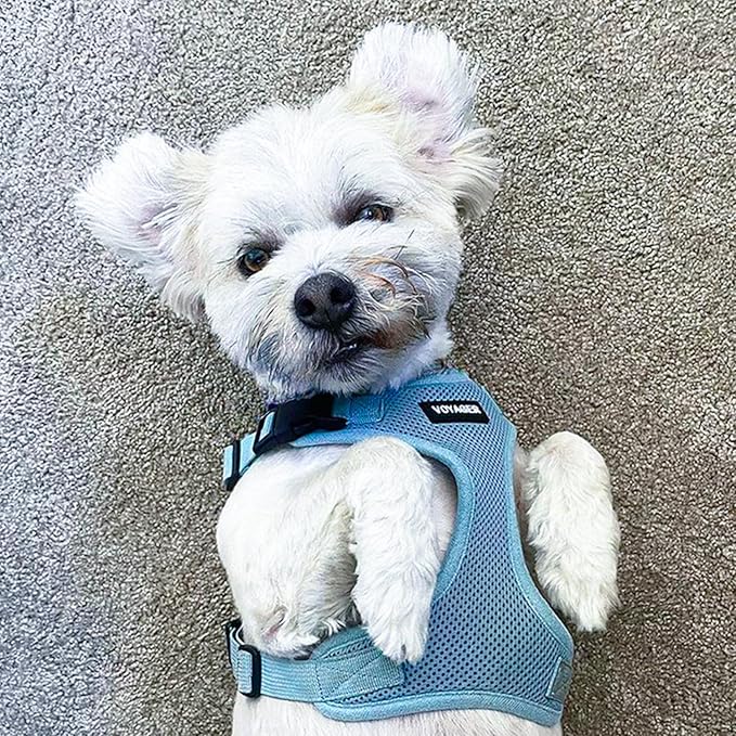Best Pet Supplies Voyager Step-in Lock Pet Harness w Reflective Pet Leash Combo Set with Neoprene Handle 5ft - Supports Small, Medium and Large Breed Puppies/Cats - Baby Blue Set, L