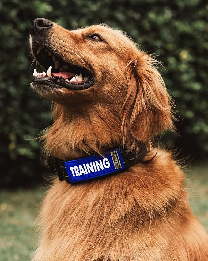 Tuff Pupper 2-Pack Waterproof Collar Sleeves | Fits Any 1 Inch Wide Dog Collar | Dual Sided Message | Durable Silicone & Neoprene | Odor & Stink Proof | Easy Slide On & Off (in Training, Standard)