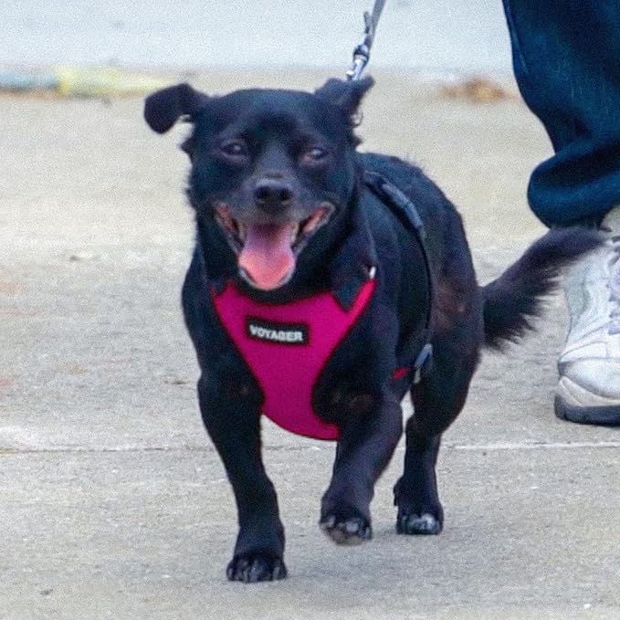 Best Pet Supplies Voyager Step-in Lock Pet Harness w Reflective Pet Leash Combo Set with Neoprene Handle 5ft - Supports Small, Medium and Large Breed Puppies/Cats - Fuchsia/Black Trim Set, XS