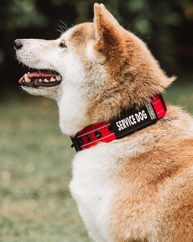 Tuff Pupper 2-Pack Waterproof Collar Sleeves | Fits Any 1 Inch Wide Dog Collar | Dual Sided Message | Durable Silicone & Neoprene | Odor & Stink Proof | Easy Slide On & Off (Service Dog, Standard)