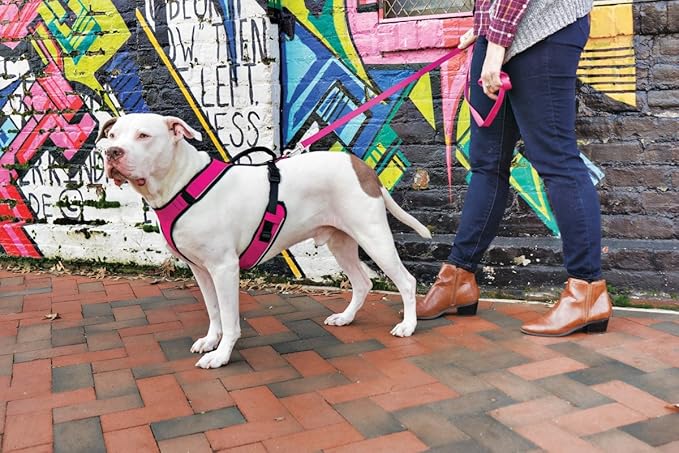 PetSafe EasySport Dog Harness Adjustable Padded Dog Harness with Control Handle and Reflective Piping Medium, Pink