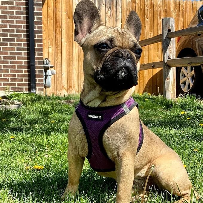 Best Pet Supplies Voyager Step-in Air All Weather Mesh Harness and Reflective Dog 5ft Leash Combo with Neoprene Handle, for Small, Medium and Large Breed Puppies - Set (Purple/Black Trim), XXX-Small