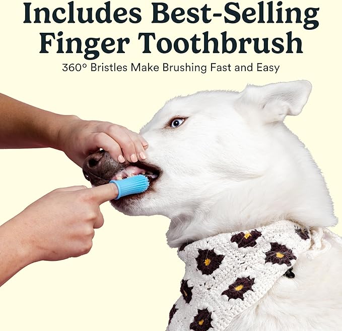 Jasper Dog Tooth Brushing Kit and Dog Toothpaste Kit 360 Dog Toothbrush Enzymatic Plaque Remover Improves Bad Breath Natural Pet Toothpaste Dog Toothbrush and Toothpaste 2 oz Chicken Flavor