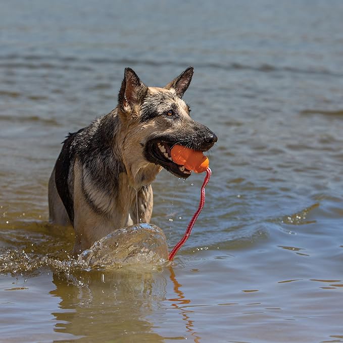 KONG Aqua Floating Fetch Toy - Dog Floating Toy for Water Retrieval, Play, Exercise & More - Natural Rubber Dog Toy with Foam Interior & Rope for Farther Throwing - Orange, for Large Dogs