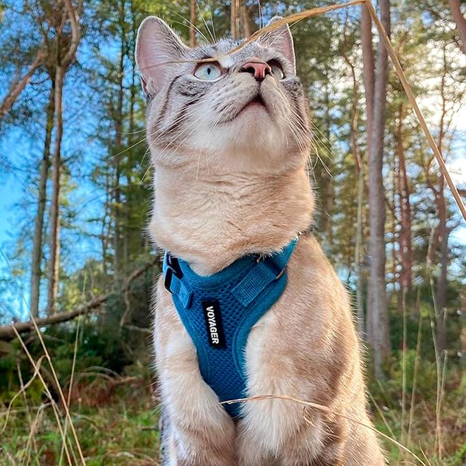 Best Pet Supplies Voyager Step-in Lock Pet Harness w Reflective Pet Leash Combo Set with Neoprene Handle 5ft - Supports Small, Medium and Large Breed Puppies/Cats - Turquoise Set, L