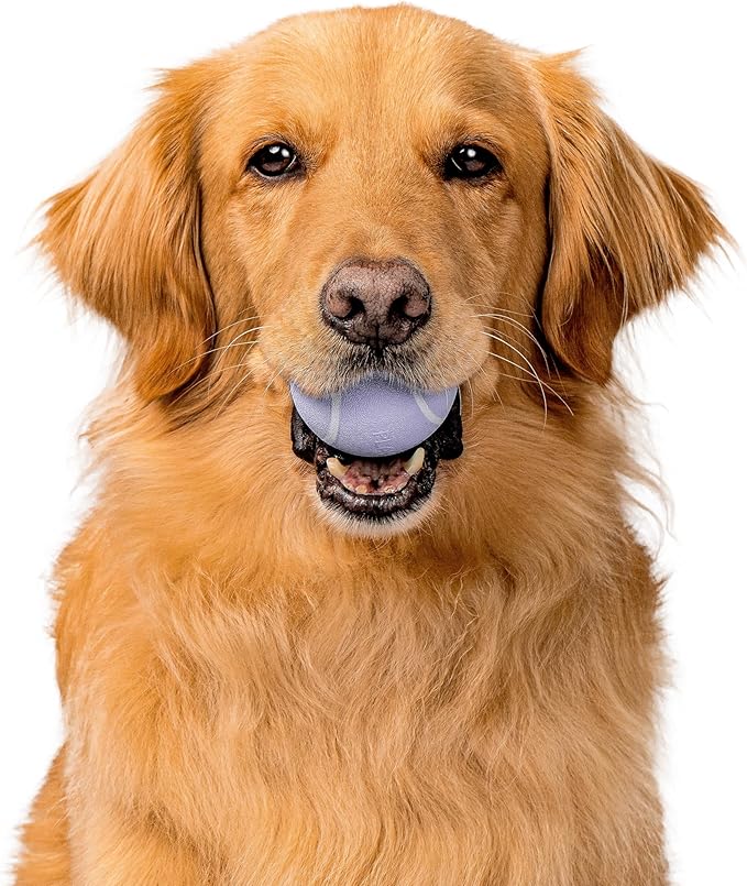 Playology Dog Toys | Squeaky Chew Ball for Dogs | Lamb Scented Medium Dog Ball | Bouncy Floating Chew Toys for Fetch