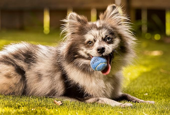 Midlee Mini 1.5" Dog Squeaky Tennis Balls- Set of 6