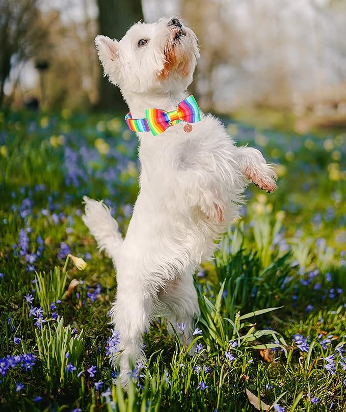DOGWONG Rainbow Dog Collar with Pretty Bow Tie for LGBT Pride Month - Adjustable and Comfortable Collar for Large Medium Small Dog,M