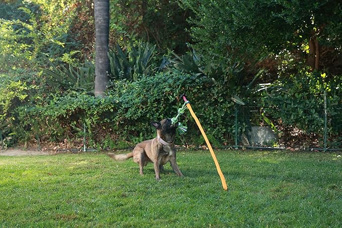 Outdoor Tug of War Toy for Dogs Rope Toy – Interactive Exercise Game in Yard, Agility, Medium, Large Extra Large & Small Breed –– Dogs Training Tools & Exercise Equipment, Belgian Malinois