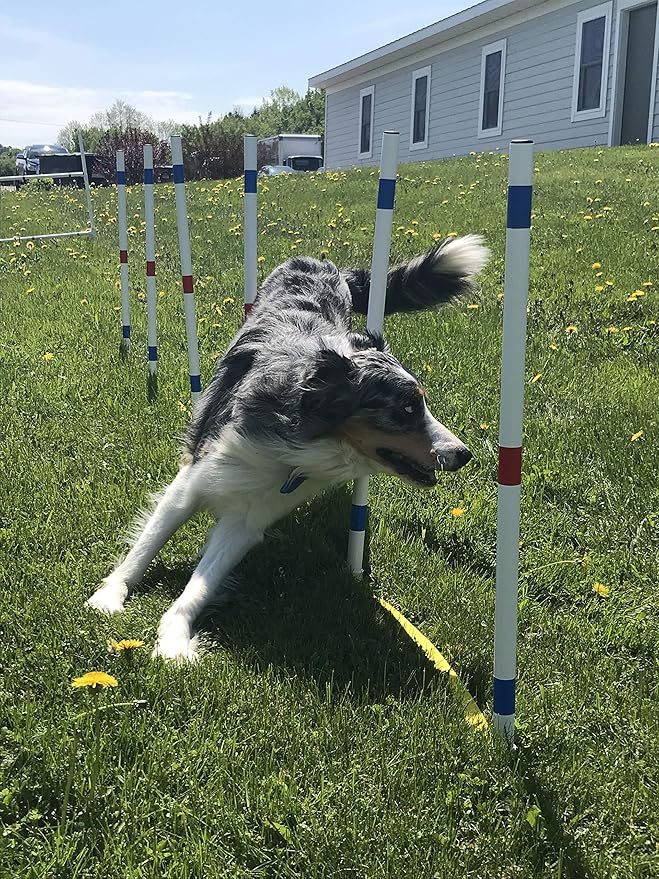 The Dog Agility Shop Set of 12 Weave Poles, Dog Agility Training Equipment for Dogs