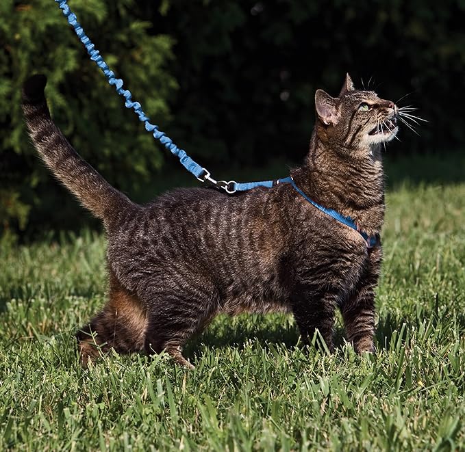 PetSafe Come with Me Kitty Harness and Bungee Leash Adjustable, Lightweight Harness for Cats Large, Royal Blue